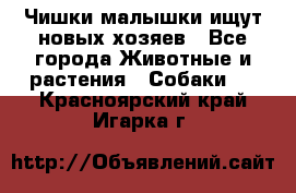   Чишки-малышки ищут новых хозяев - Все города Животные и растения » Собаки   . Красноярский край,Игарка г.